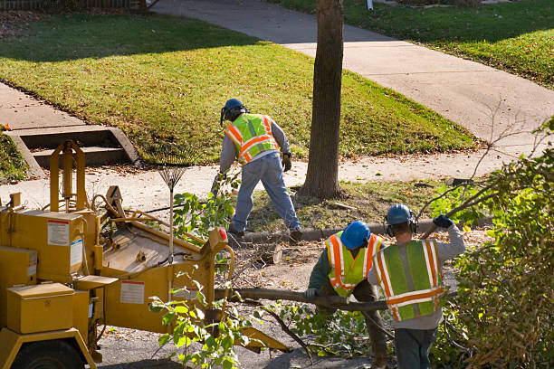 Best Tree Disease Treatment  in Homedale, ID